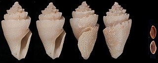 <i>Conopleura striata</i> Species of gastropod