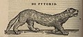 Conradi Gesneri medici Tigurini Historiae animalium lib. I 1551 (26482223) (cropped).jpg