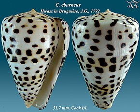 Conus_eburneus_1.jpg resminin açıklaması.