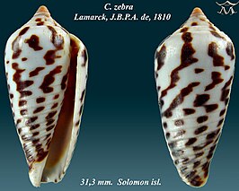 Conus zebra