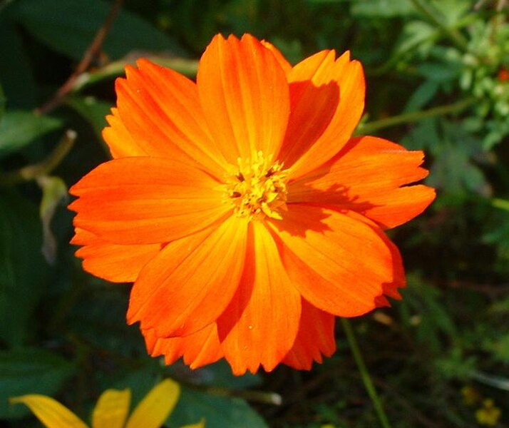 File:Cosmos sulphureus flower (close-up).jpg