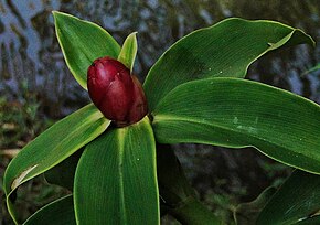 A Costus chartaceus.jpg kép leírása.