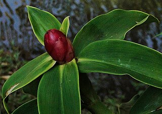 <i>Costus chartaceus</i> Species of flowering plant