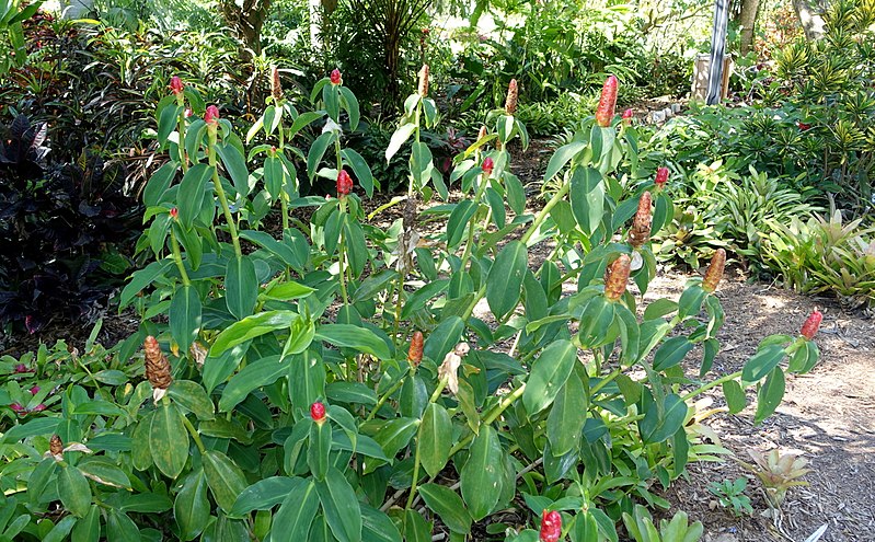 File:Costus woodsonii - Naples Botanical Garden - Naples, Florida - DSC00094.jpg