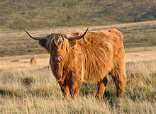 a shaggy orange-red cow with wide-spreading horns
