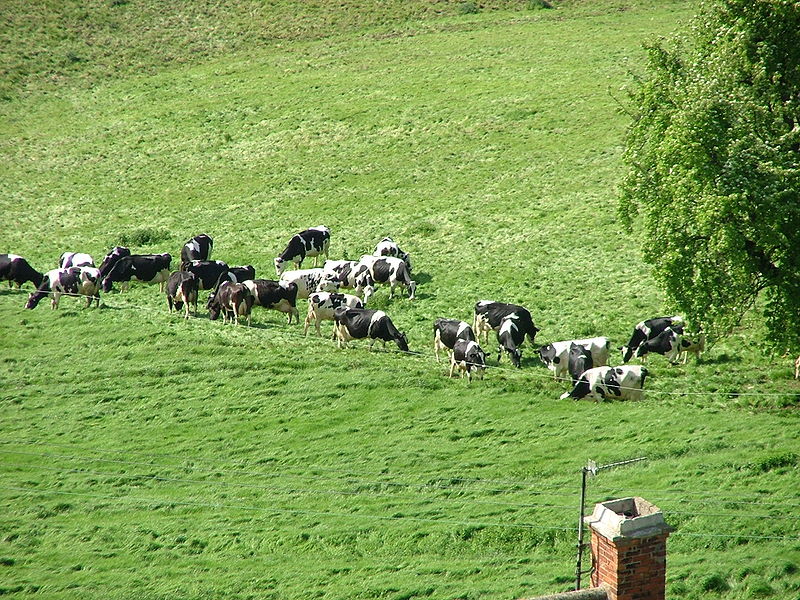 File:CowsInAField.jpg