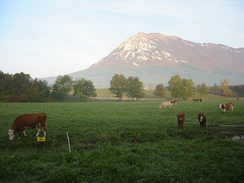 File:Cows & Mt. Nanos - panoramio.jpg