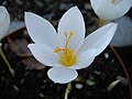 Crocus speciosus 'Albus'