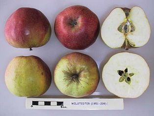 Cross section of Wilstedter, National Fruit Collection (acc. 1951-209).jpg