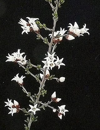 <i>Cryptandra magniflora</i> Species of flowering plant