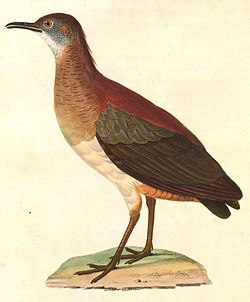 Crypturellus undulatus 1838.jpg