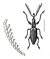 Ilustração de Ctenaphides porcellus, Brentidae da subfamília Eurhynchinae, que é endêmica da Austrália e Nova Guiné.[20]