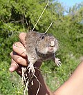 Miniatura per Ctenomys talarum