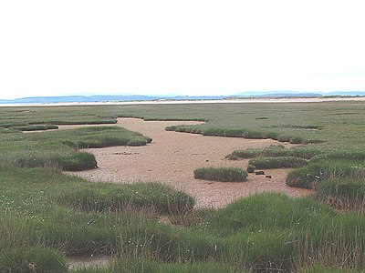 A salt marsh in Scotland
