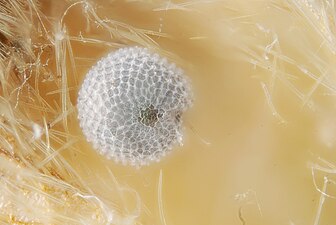 Egg of the butterfly Cupido minimus