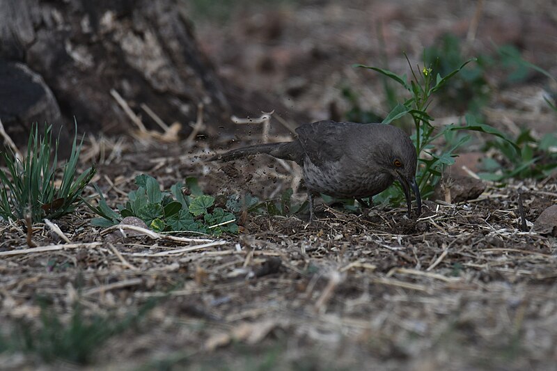 File:Curve-billed thrasher Patagonia Lake 4.12.22 DSC 1348.jpg