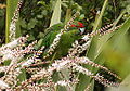 Red-crowned Parakeet Cyanoramphus novaezelandiae feeding on the flowers.