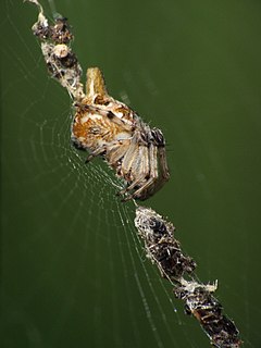 <i>Cyclosa sierrae</i> Species of spider