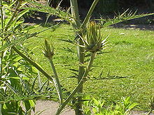 Cynara cardunculus1.jpg