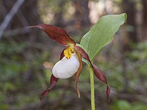 Cypripedium montanum