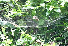 Red tent spider web Cyrtophora.unicolor.web.-.tanikawa.jpg