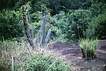 Cyrtopodium andersonii and Cereus hexagonus.jpg