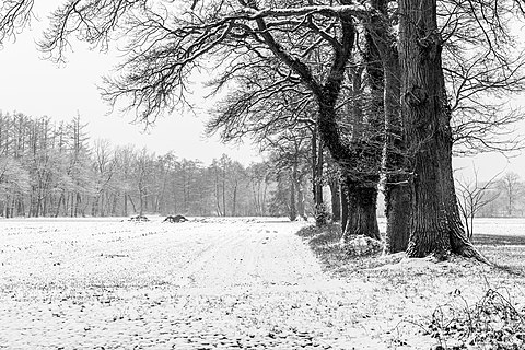 Row of trees between fields in the Börnste hamlet, Kirchspiel, Dülmen, North Rhine-Westphalia, Germany
