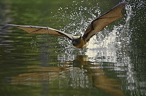 שועל-מעופף אפור-ראש בתעופה קרוב למים. צבעו של העטלף חום. כנפיו פרוסות. הוא במרכז התמונה ופונה לכיוון החלק השמאלי התחתון של התמונה. גופו משתקף במים הירוקים שתחתיו, מאחוריו נתזים של מים.
