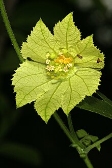 Dalechampia capensis 1DS-II 1-3121.jpg