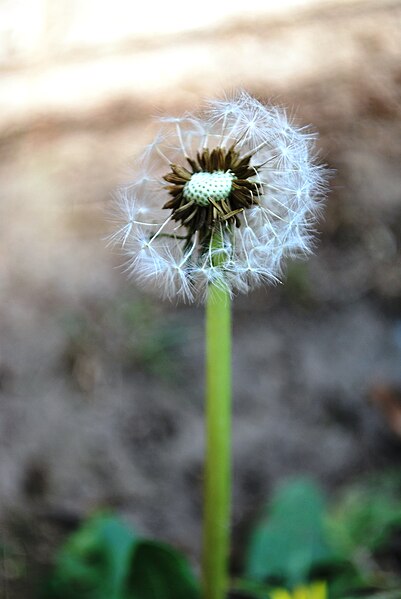 File:DandelionTlalpan.jpg