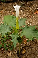 Datura stramonium - Fleur et feuilles - Vue de profil.JPG