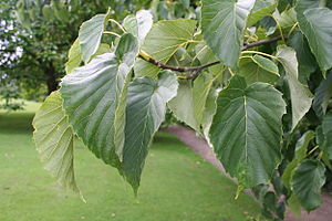 Davidia involucrata 'Vilmoriana' leaves