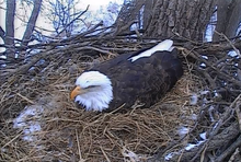 Mom sits in N2 keeping her first egg warm in dangerously frigid temperatures; February 24, 2014. DecorahEagleMomFirstEgg2014.png