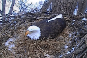 Decorah Bald Eagles