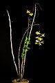 Dendrobium floresianum