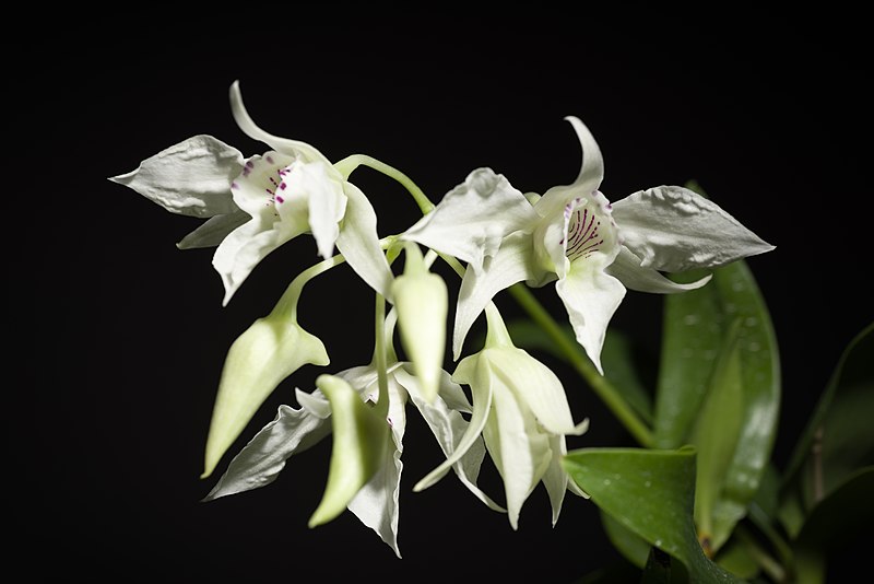 File:Dendrobium johnsoniae F.Muell., S. Sci. Rec. 2- 95 (1882) (37798539972).jpg