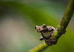 Miniatura para Dendropsophus marmoratus