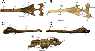 <i>Deslongchampsina</i> Extinct genus of marine crocodilians