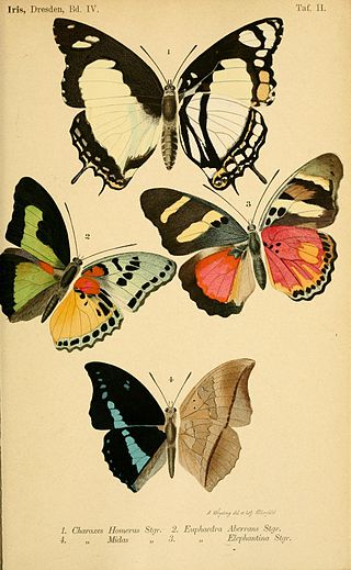 <i>Euphaedra aberrans</i> Species of butterfly