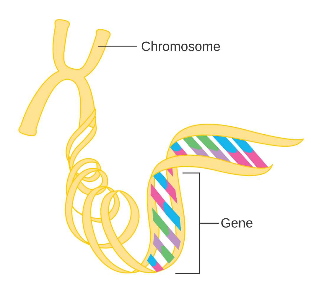 diagram of chromosome with gene