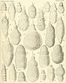 Die Radiolarien (Rhizopoda radiaria) - eine Monographie (1887) (20754175700).jpg