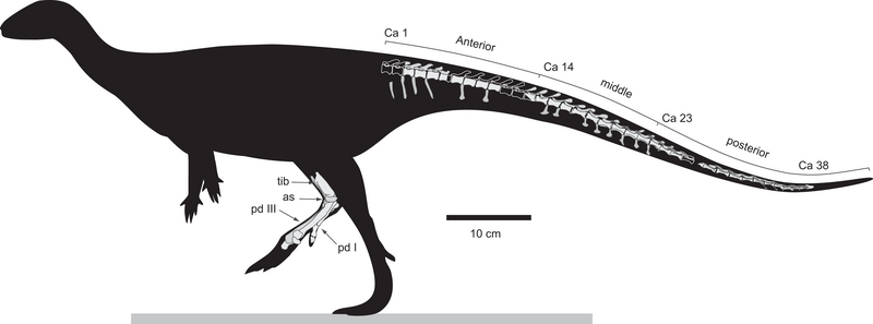 File:Diluvicursor skeleton.png