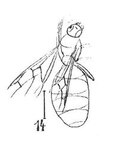 Vignette pour Dolichoderus explicans