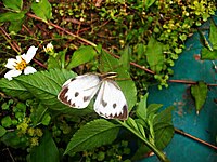 D. saganus with butterfly