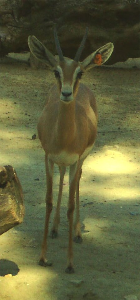 Dorcas-zoo-jerez.jpg