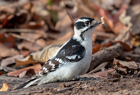 Downy woodpecker with a leaf stuck on its bill