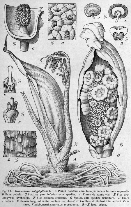 Dracontium polyphyllum