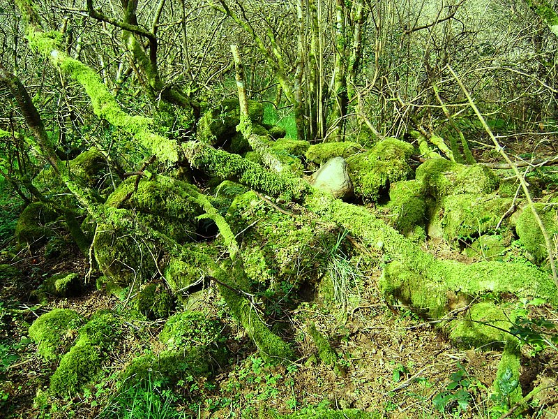 File:Drumnaph Ancient Woodland - panoramio (5).jpg