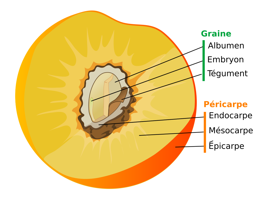 File:Drupe fruit diagram-fr.svg