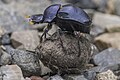 * Nomination Dung beetle (Deltochilum sp.) --Charlesjsharp 10:17, 1 September 2023 (UTC) * Promotion  Support Good quality. --Rjcastillo 00:20, 2 September 2023 (UTC)